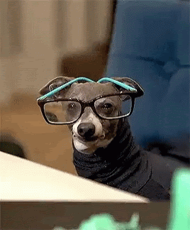 Squinting dog with glasses, GIF